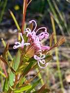 Image of Grevillea leiophylla F. Müll. ex Benth.