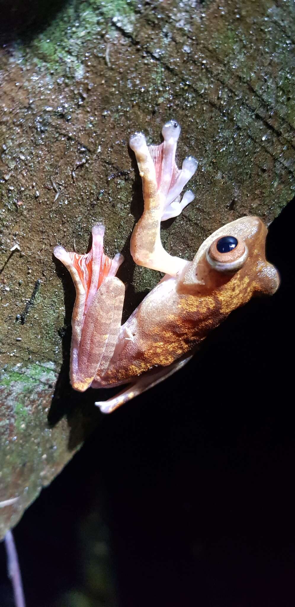 Image of Harlequin Tree Frog