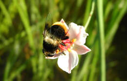 Image of Eristalis oestracea (Linnaeus 1758)