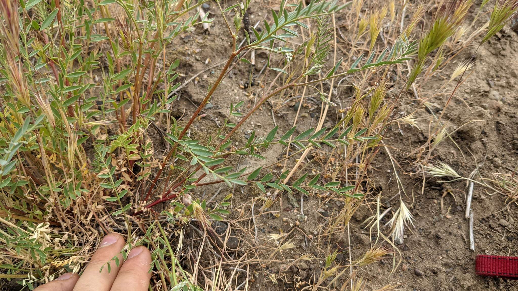 Image of Salinas milkvetch