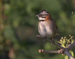 Image of Rufous-collared Sparrow