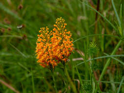 Image of Chapman's Fringed Orchid