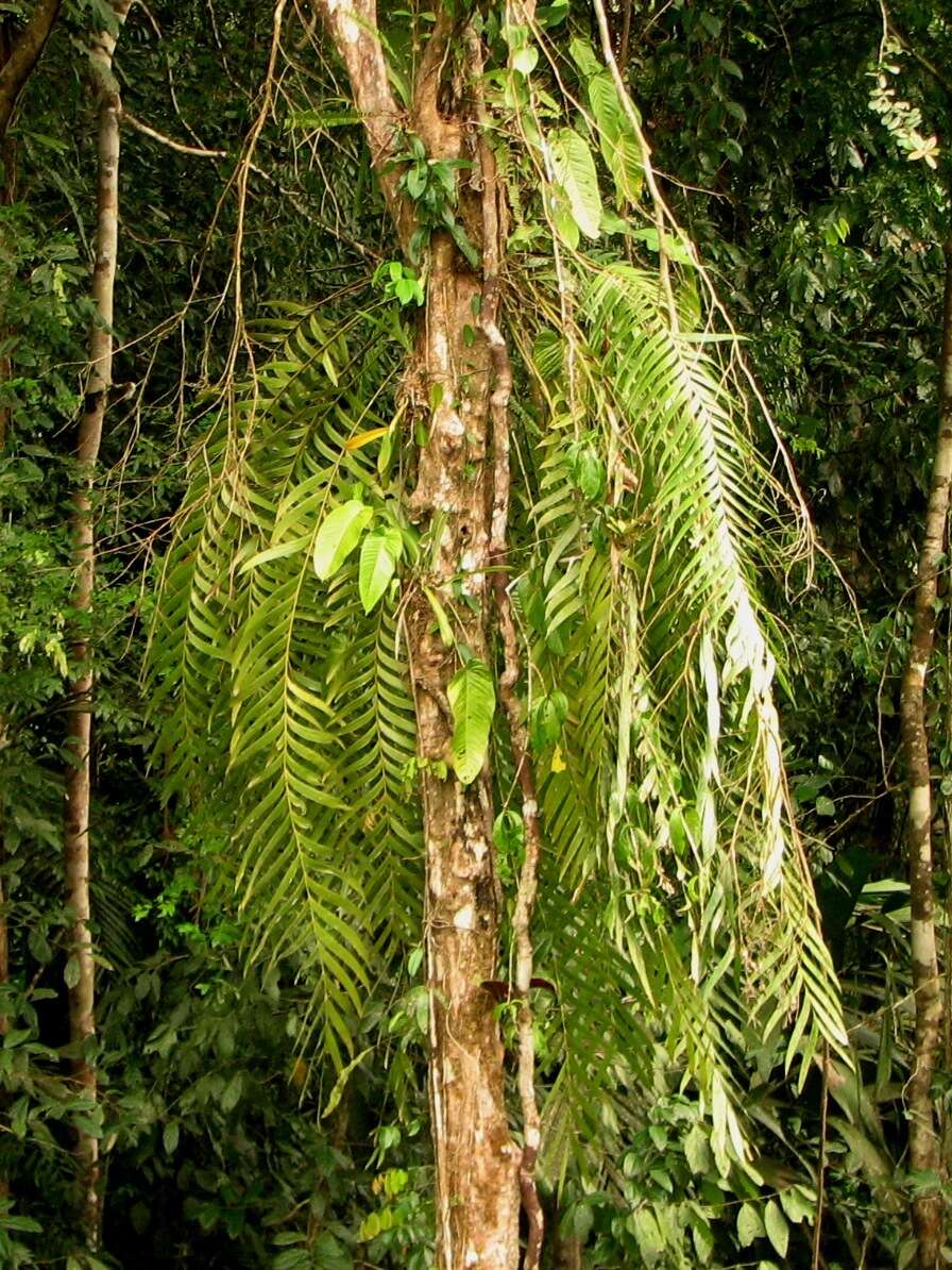 Image of Zamia pseudoparasitica J. Yates