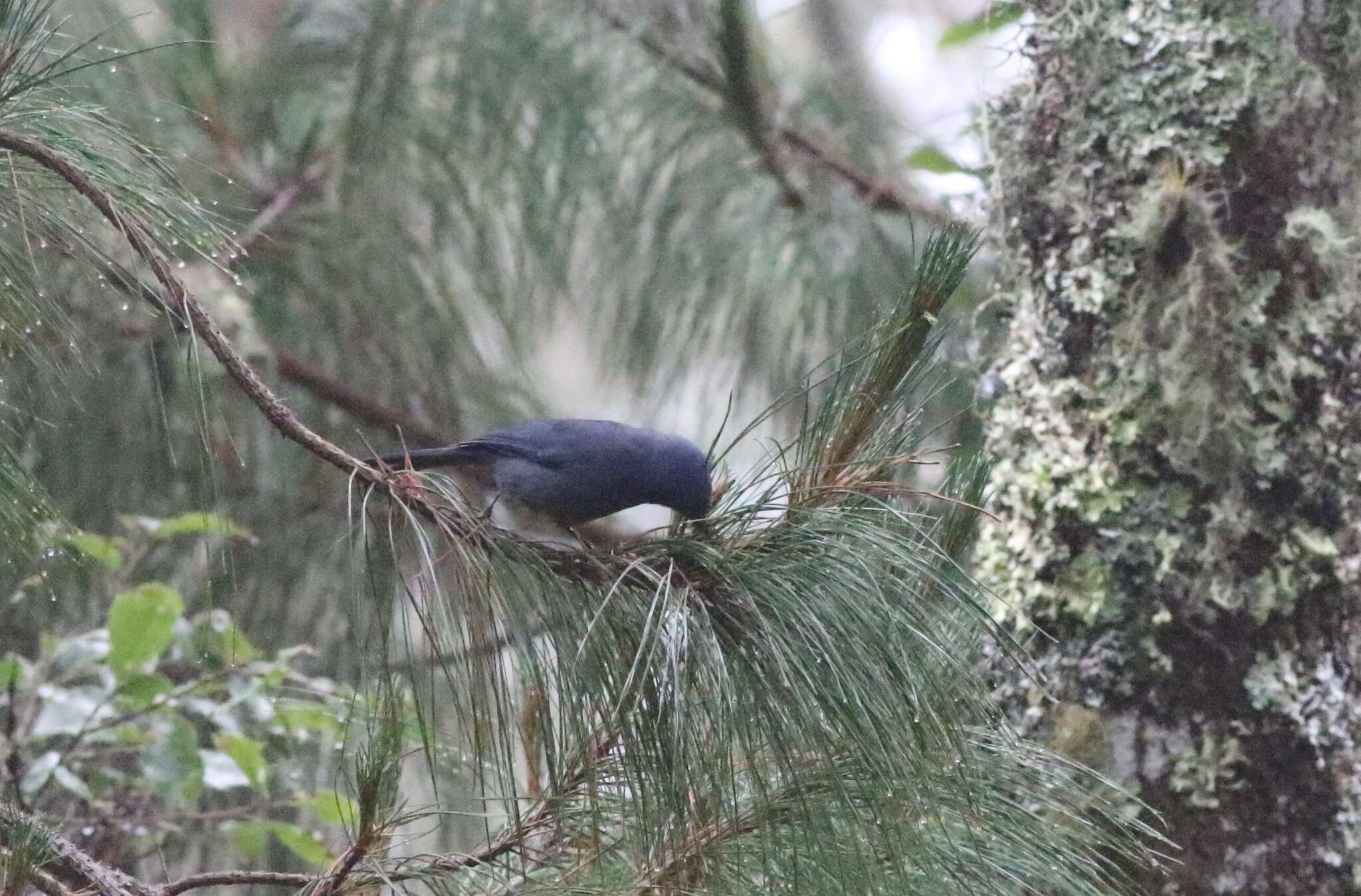 Image of Dwarf Jay