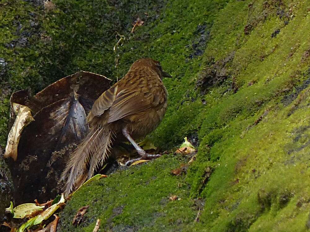 Poodytes punctatus caudatus (Buller 1894) resmi