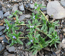 Imagem de Myosotis involucrata Stev.