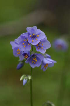 Image of Polemonium caeruleum subsp. campanulatum Th. Fries