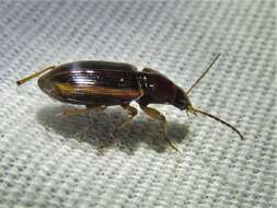 Image of Agonum (Olisares) pallipes (Fabricius 1787)