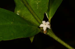 Lasianthus chlorocarpus K. Schum. resmi
