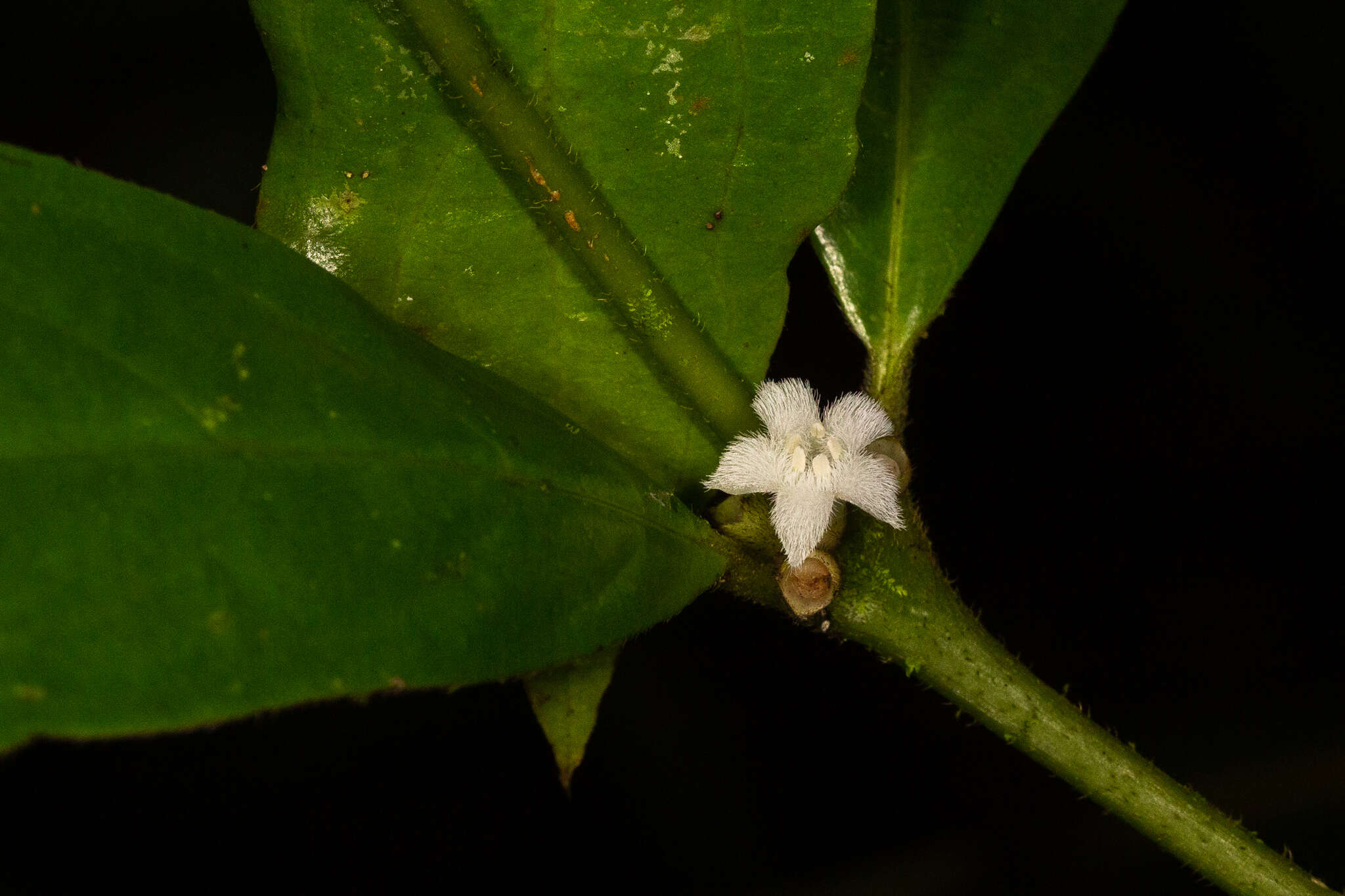 Imagem de Lasianthus chlorocarpus K. Schum.