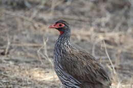 Image of Red-necked Francolin