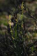 Image of Stackhousia viminea Sm.