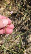 Image of green false foxglove