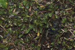 Image of Leptinella pusilla Hook. fil.