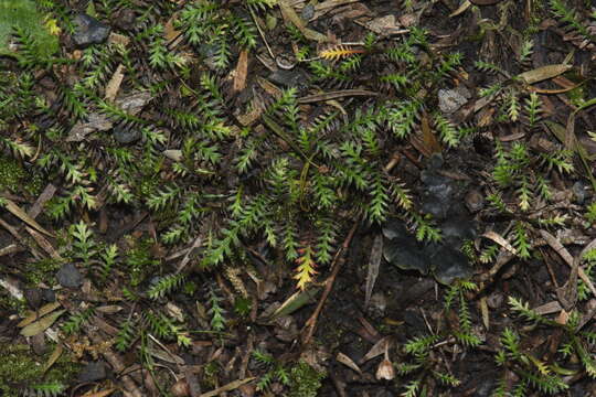 Image of Leptinella pusilla Hook. fil.