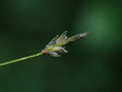 صورة Eragrostis tenuifolia (A. Rich.) Hochst. ex Steud.