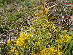 Image of Texas goldentop