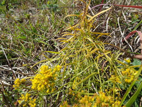 Plancia ëd Euthamia gymnospermoides Greene