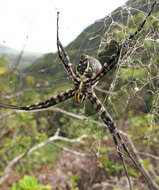 Imagem de Argiope trifasciata kauaiensis Simon 1900