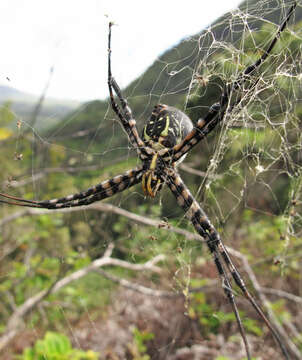 Image of Argiope trifasciata kauaiensis Simon 1900