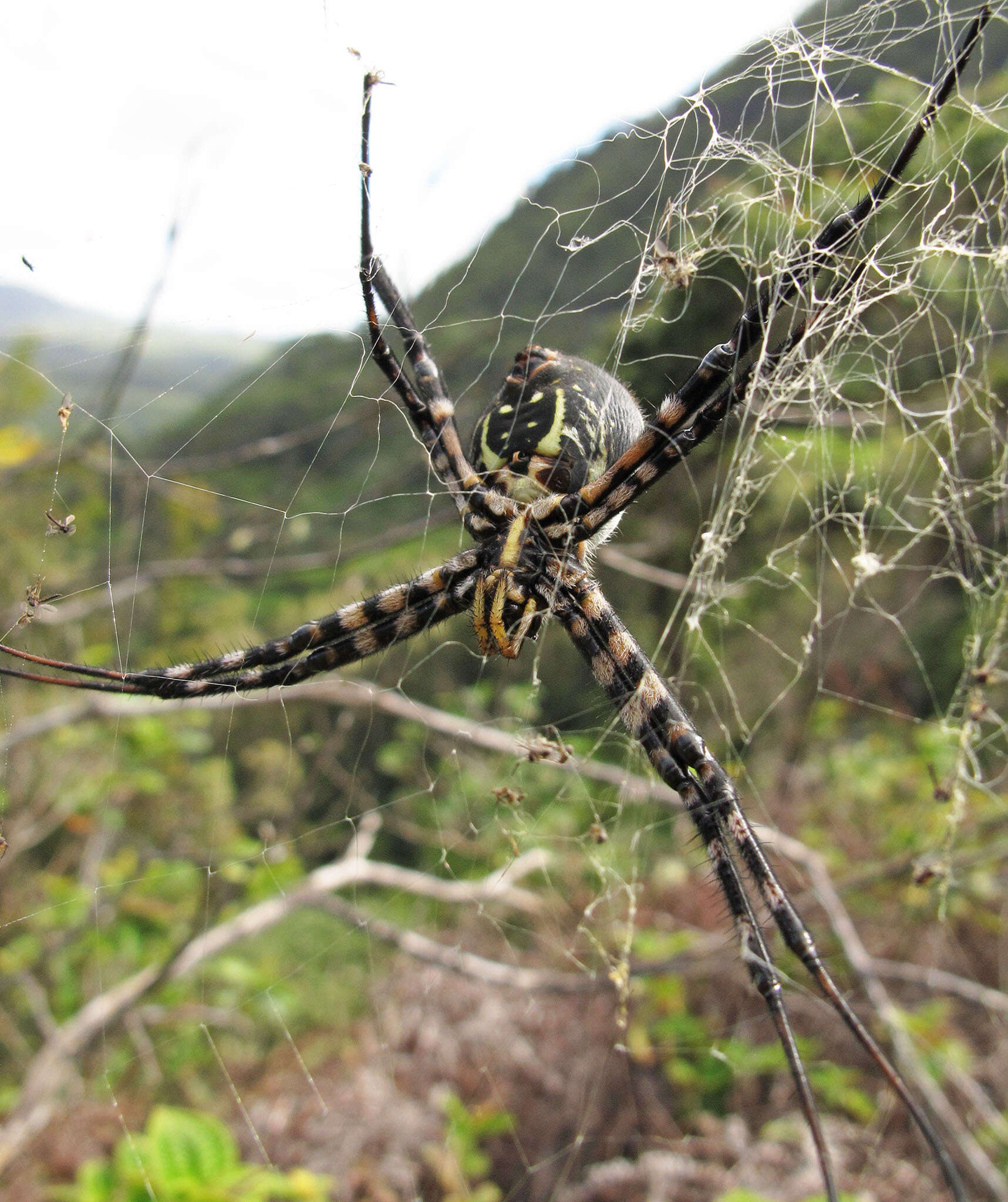 Imagem de Argiope trifasciata kauaiensis Simon 1900