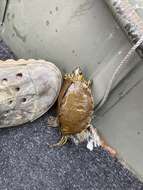 Image of Escambia Map Turtle