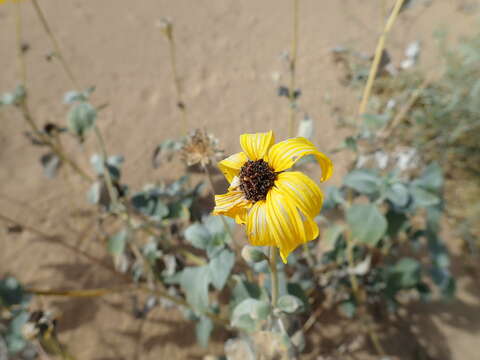 Image of Algodones sunflower