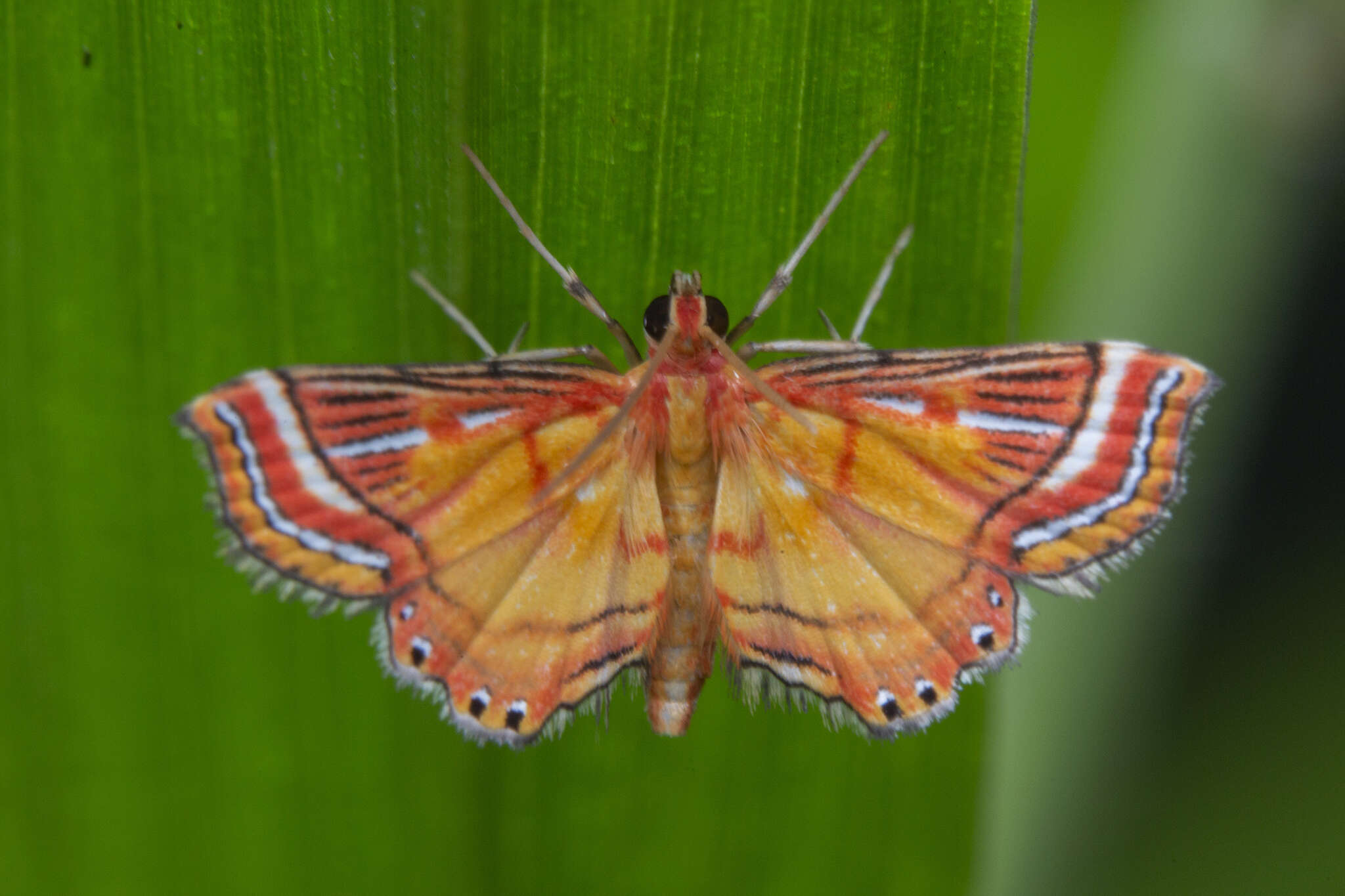 Sivun Ambia decoralis Snellen 1900 kuva