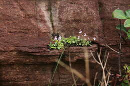 Image of Stenoglottis macloughlinii (L. Bolus) G. McDonald ex J. M. H. Shaw