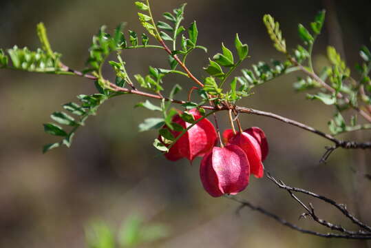 Image de Dodonaea physocarpa F. Müll.