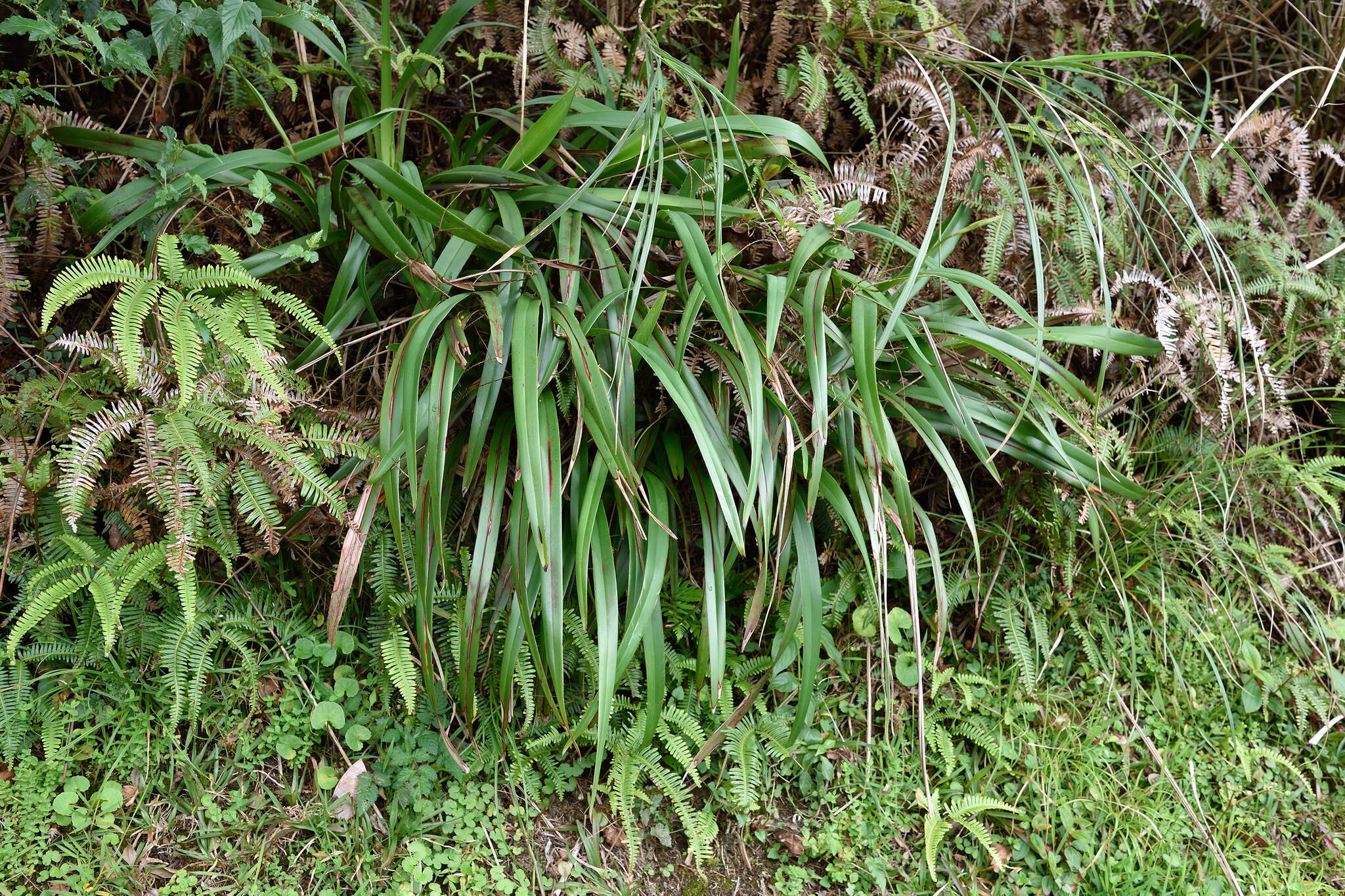 Plancia ëd Dianella ensifolia (L.) Redouté