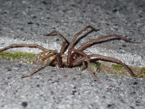 Image of Giant House Spider