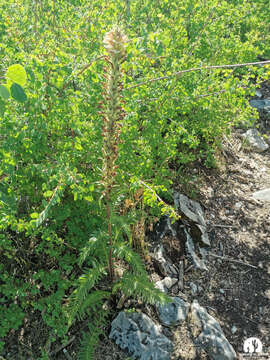 Image of Giant Lousewort