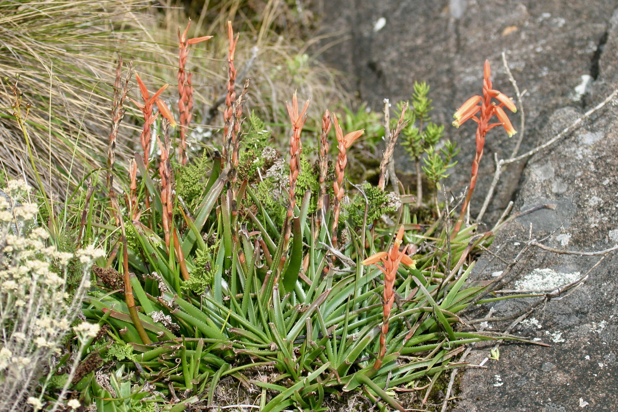 Sivun Aloe inyangensis Christian kuva