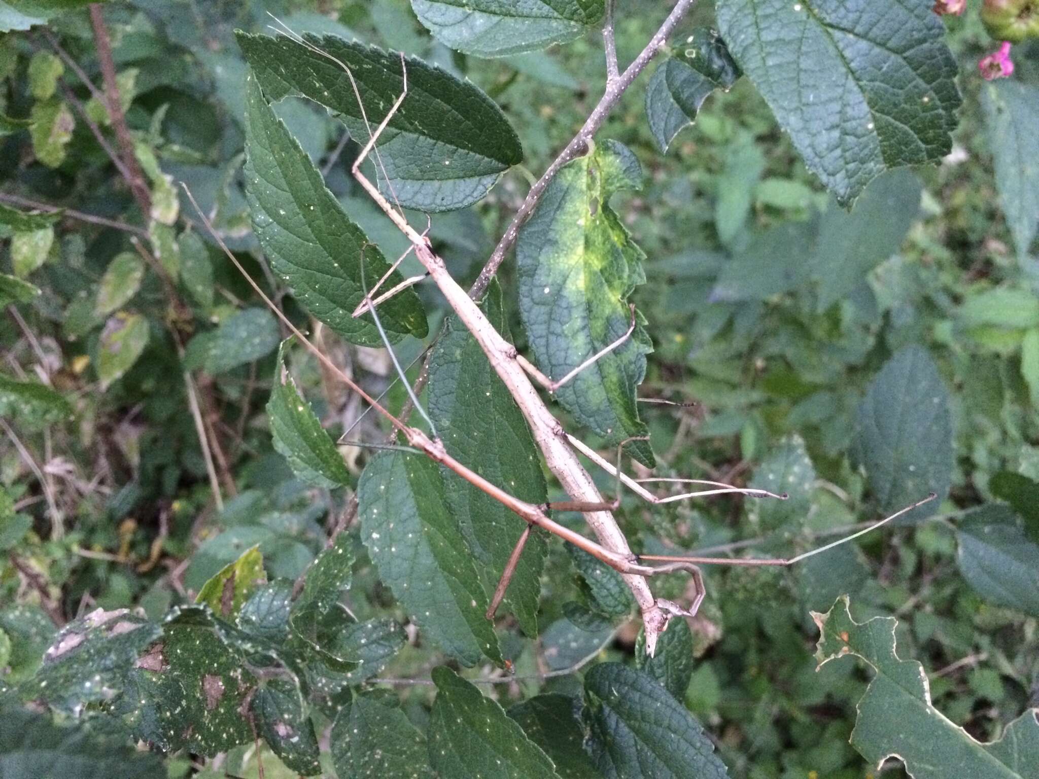 Image of Tamaulipan Walkingstick