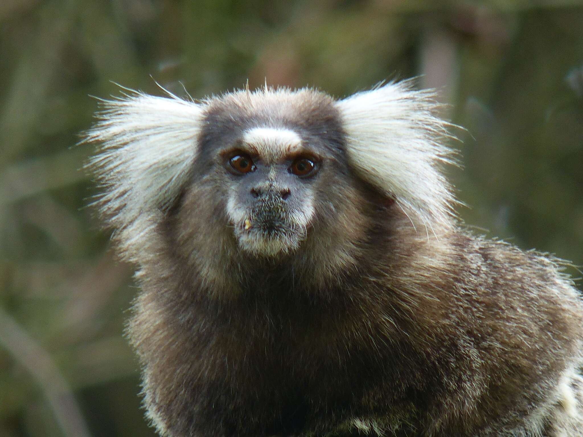 Image of Common Marmoset