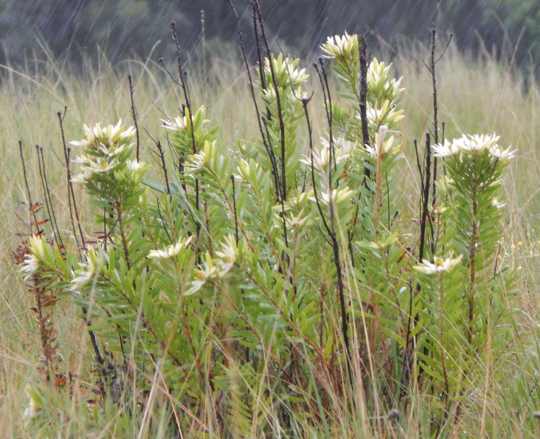 Image of Leucadendron spissifolium subsp. natalense (Thode & Gilg) I. Williams