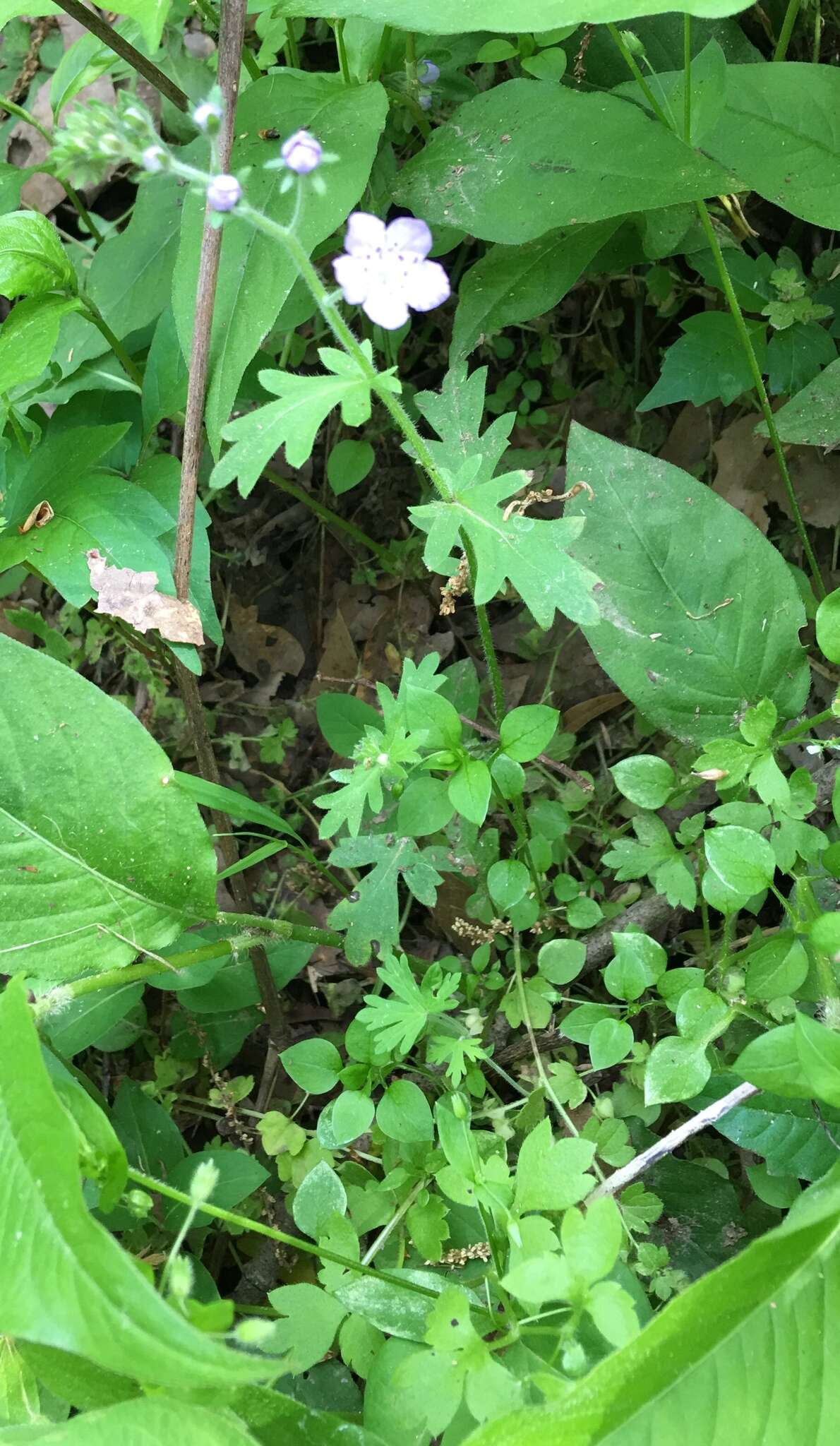 Sivun Phacelia hirsuta Nutt. kuva