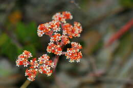 Image of Crassula swaziensis Schönl.