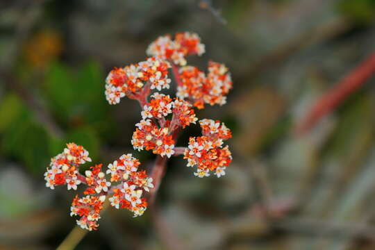 Image of Crassula swaziensis Schönl.