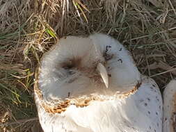 Image de Tyto alba delicatula (Gould 1837)