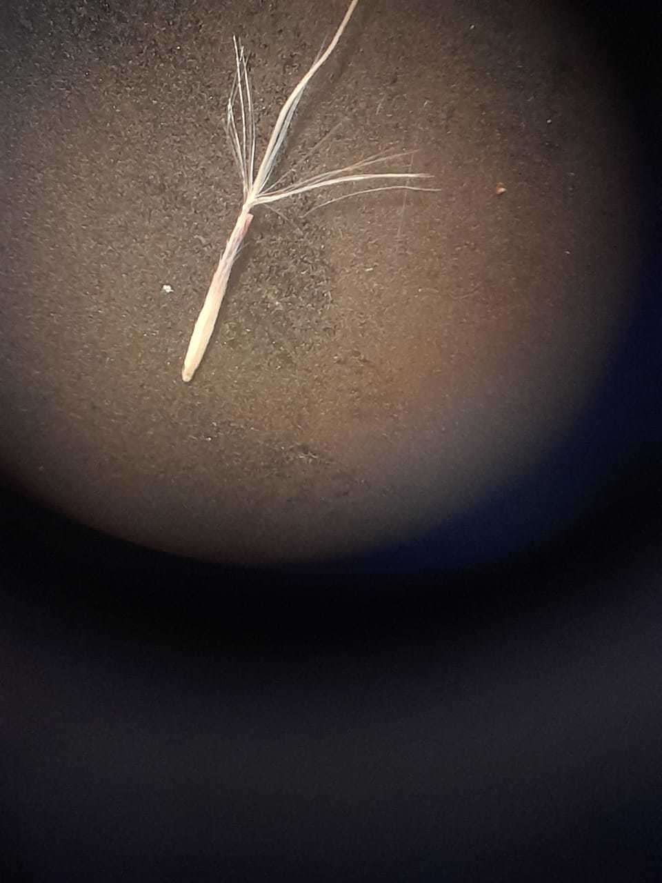 Image of Stipa leptostachya Griseb.