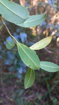 Image of Ilex dumosa Reiss.