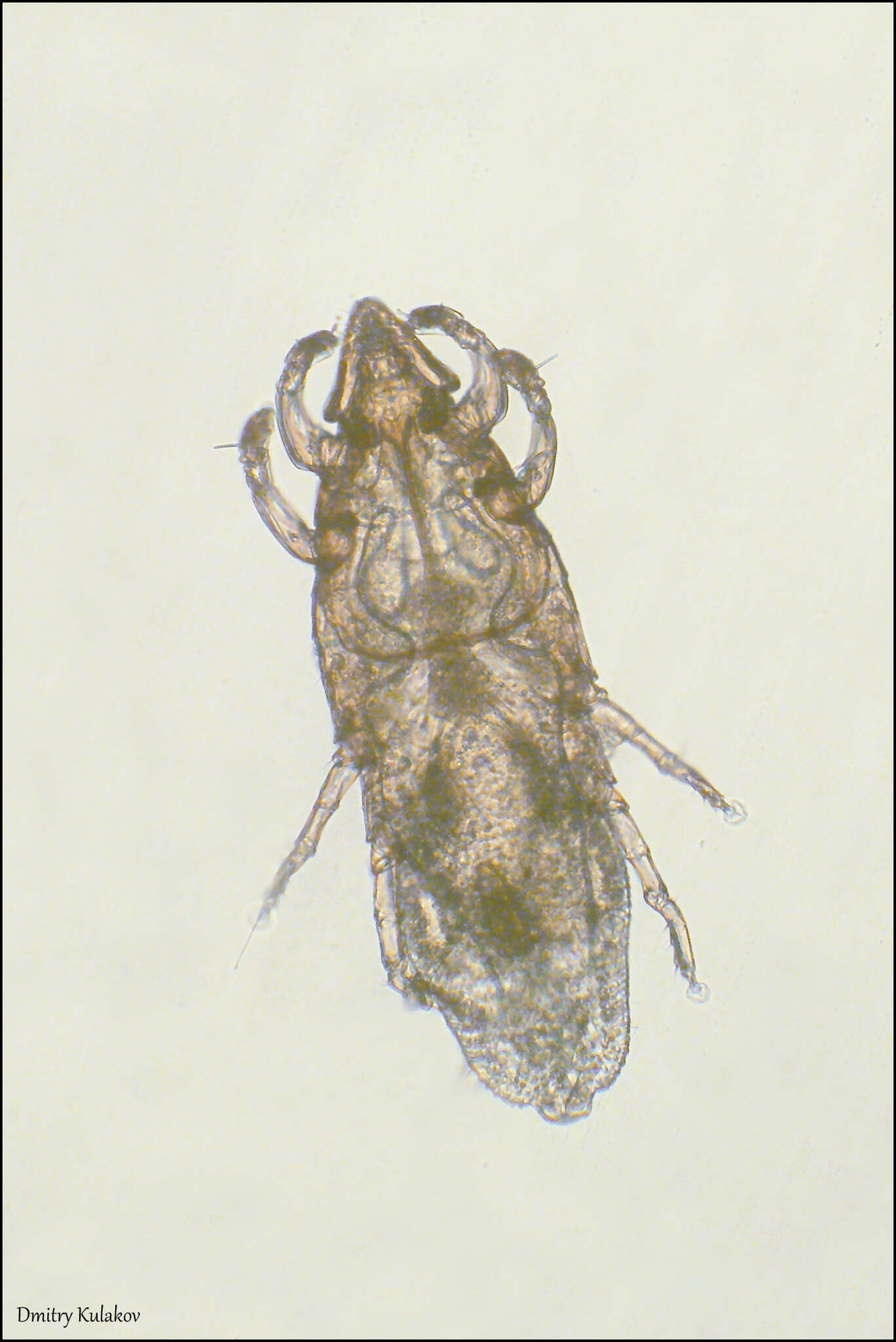 Image of Chirodiscoides