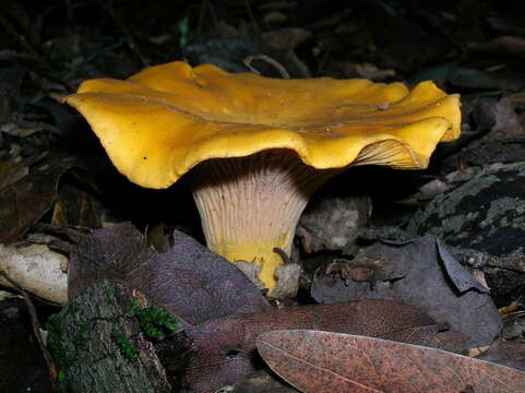 Image of Cantharellus californicus D. Arora & Dunham 2008