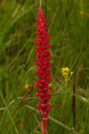 Image of Satyrium coriophoroides A. Rich.