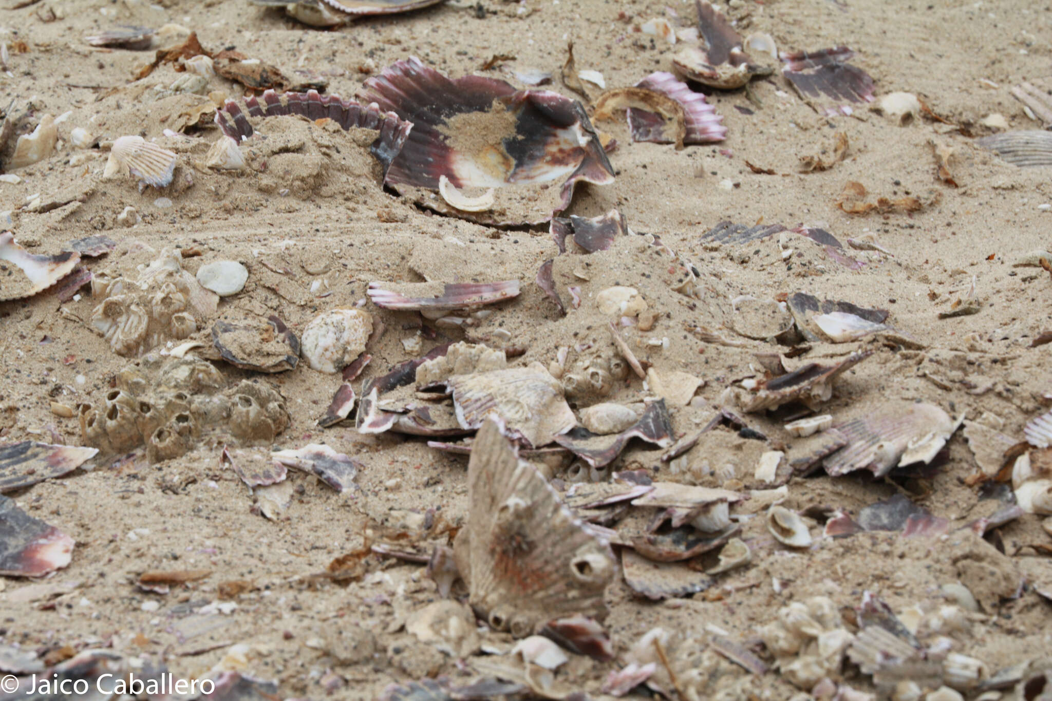 Image of Peruvian scallop