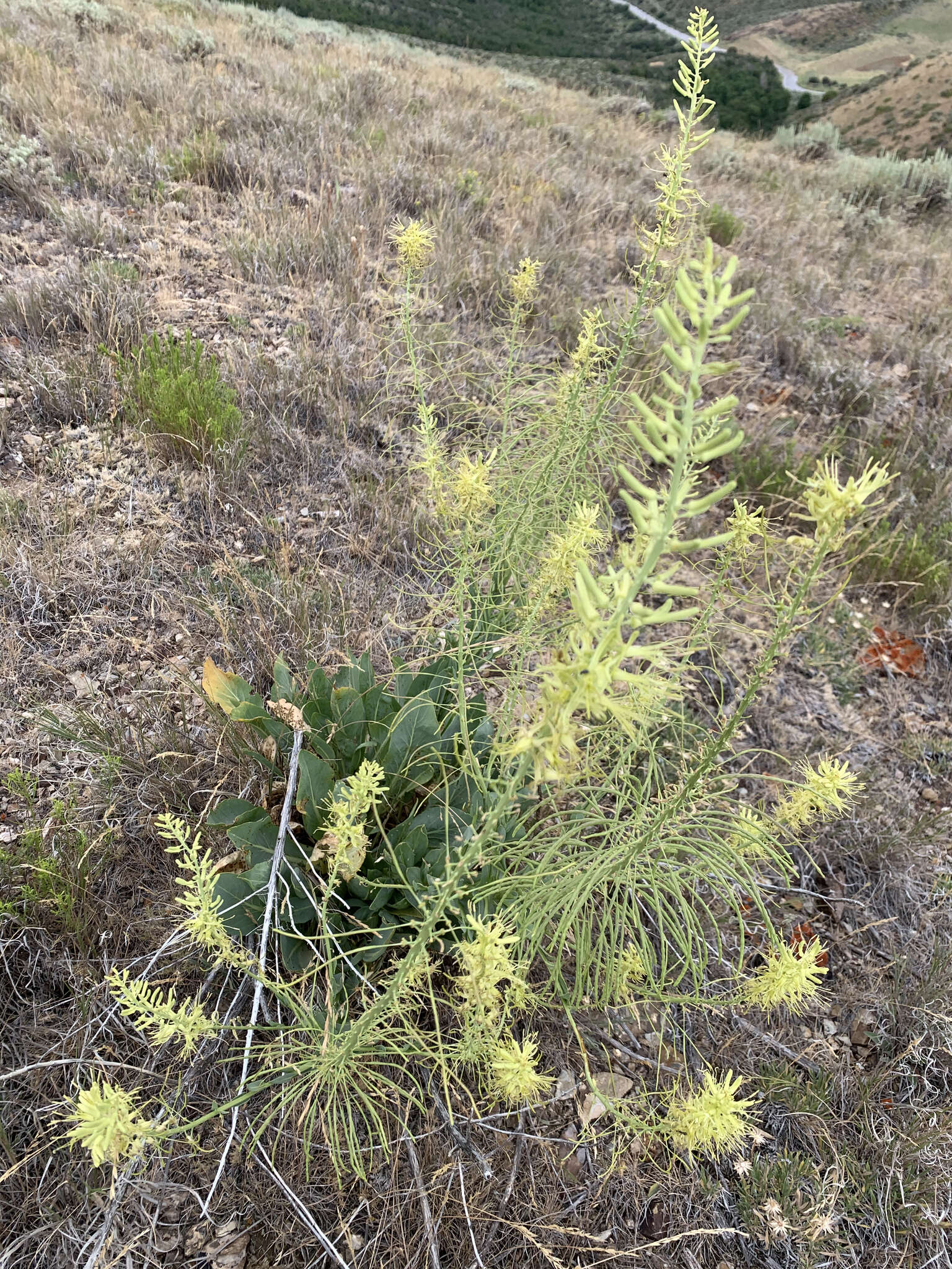 Image de Stanleya viridiflora Nutt.