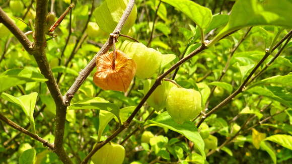 Physalis arborescens L.的圖片