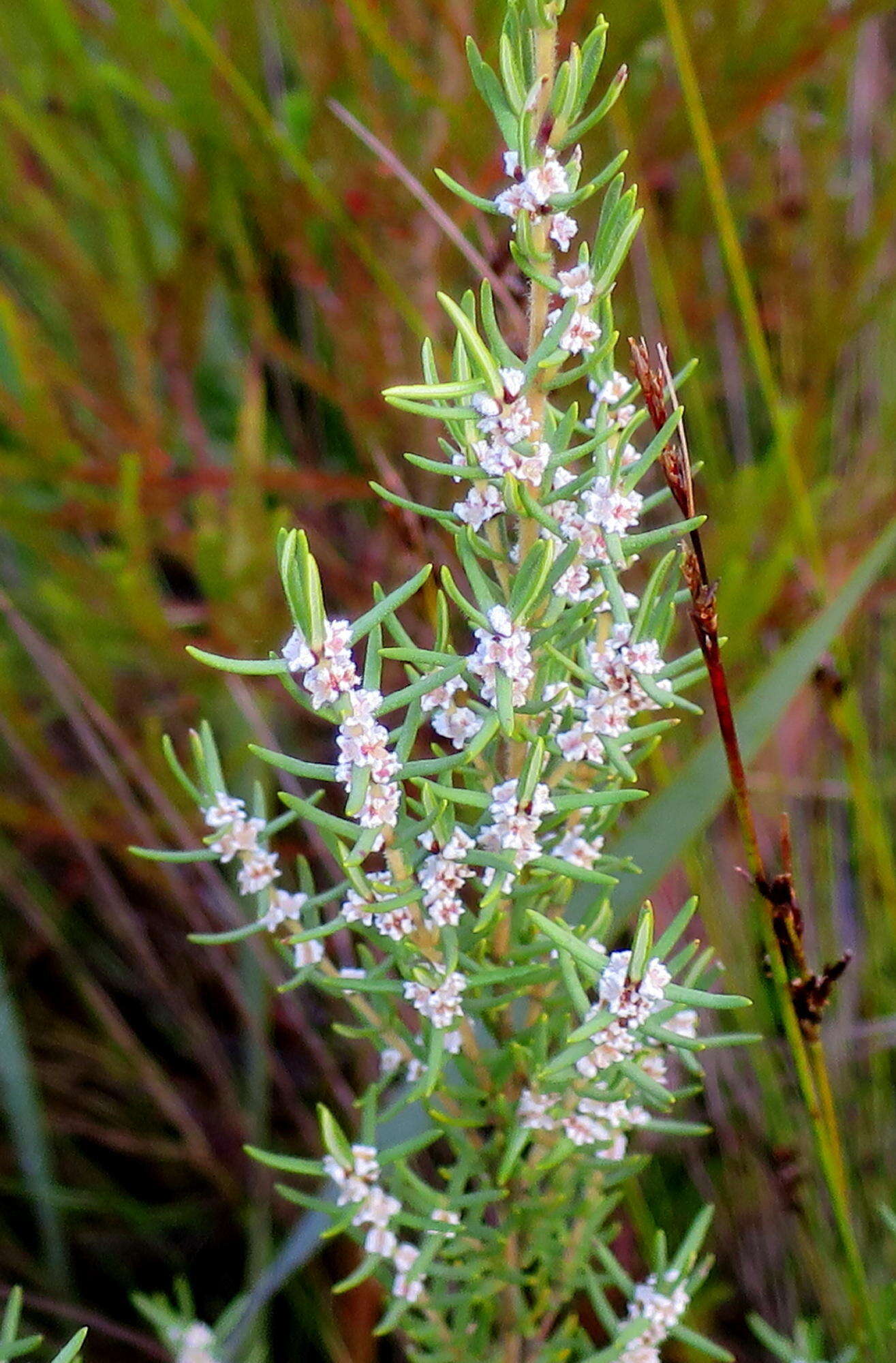 Imagem de Grubbia rosmarinifolia subsp. rosmarinifolia